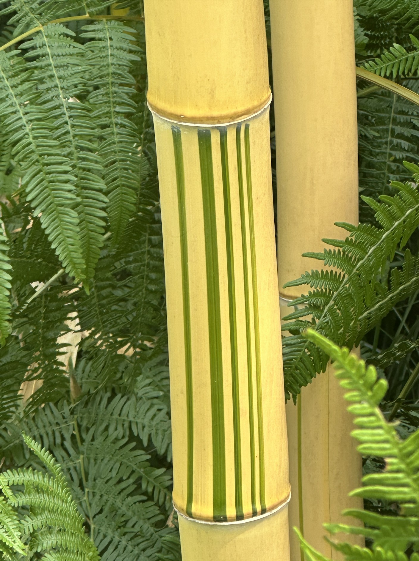 chateau-de-la-borie-jardins-bambous.png